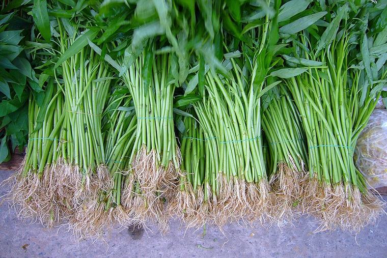Water Spinach — Big Leaf White Stem Varieties