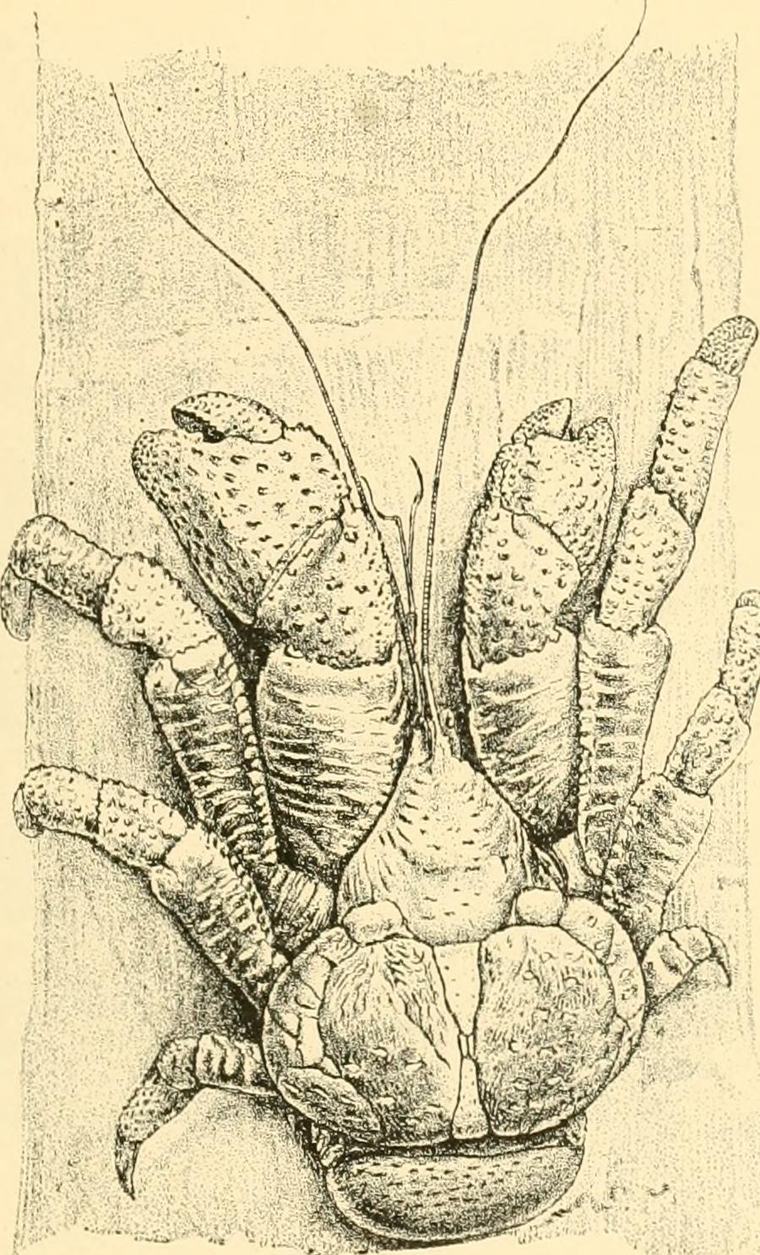 A detailed natural history illustration of a crab, showing its jointed legs, claws, and segmented body — crabs are remarkable creatures designed for life at the edge of water and land, with specialized tools for every task.