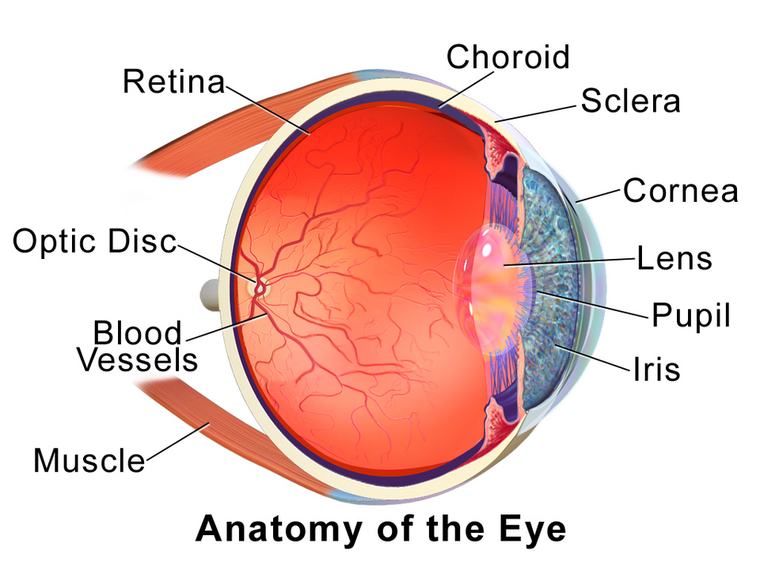 An image showing blausen 0388 eyeanatomy 01 — a visual aid that helps bring this science lesson to life.