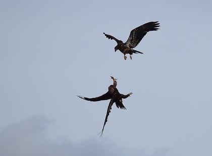 An image showing adult golden eagle and juvenile bald eagle at seedskadee national wildlife refuge — a visual aid that helps bring this science lesson to life.