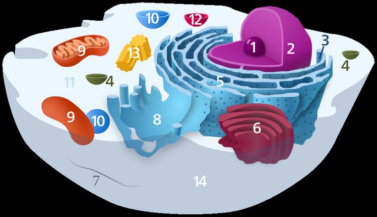 A detailed animal cell diagram labels the nucleus, mitochondria, ribosomes, and other organelles that work together inside every living cell. Each cell is like a tiny city — the nucleus is city hall, the mitochondria are power plants, and ribosomes are factories.