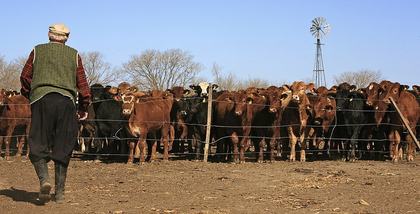 Dominion and Care: What the Bible Says About Animals