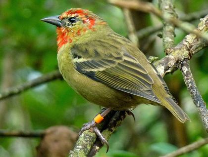 Molting and Its Effects on Laying