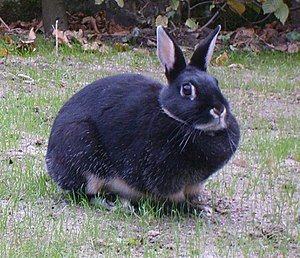 Why Rabbits? Meat, Fiber, and 4-H Projects