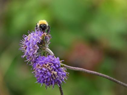 Worker Bee Jobs Through Their Lifetime