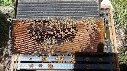 Recognizing a Healthy vs. Struggling Colony