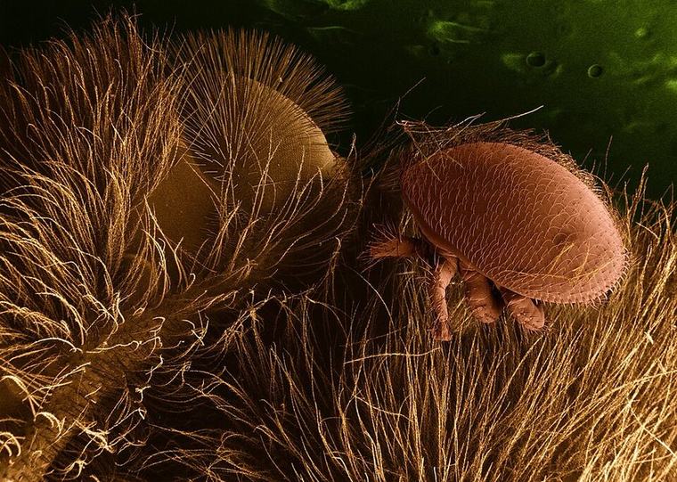 Varroa Mites: The Beekeeper's Biggest Challenge