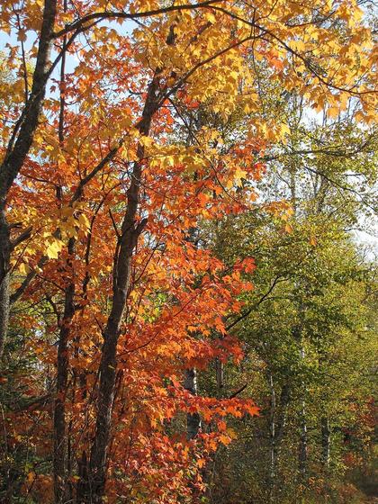 Common Deciduous Trees of North America
