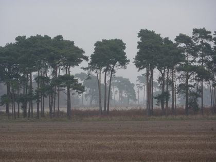 Timber as a Long-Term Investment