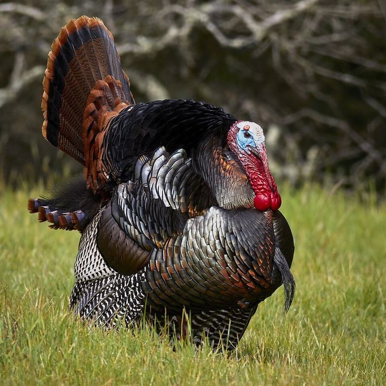 Why Wildlife Habitat Matters