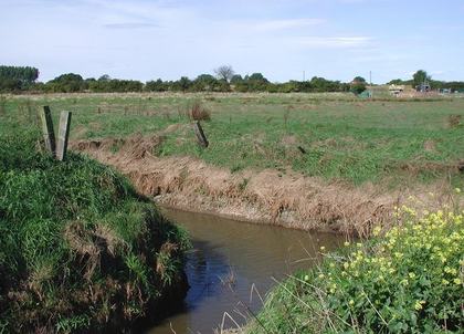 Streams and Riparian Buffers