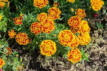 Tagetes erecta 'Texana Bee' in Botanischer Garten Münster, Lower Saxony, Germany