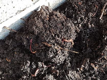 This shows a result of bokashi soil improvement. Fermented bokashi preserve was added to this 'garden soil factory' a few weeks earlier and has been consumed by the soil food web. In the photo, three indigenous species of worm are enthusiastically dealing with some remains. The texture of the soil has begun to take on the character of vermicompost.