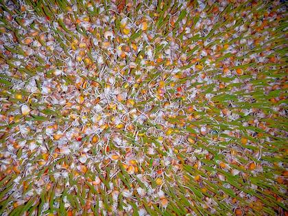 Maize germination in the absence of soil.