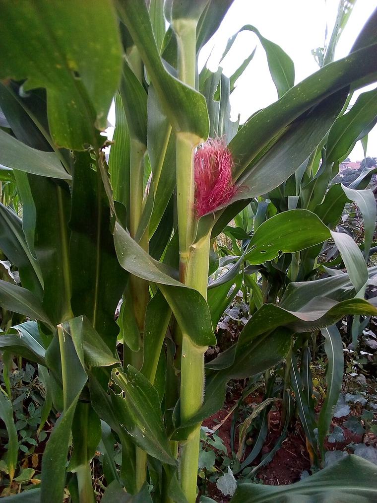 A Maize Corn fruit developing on the Maize Crop in Bweyogere, Kampala