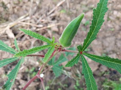 Okra (lady's finger) plant with developing fruit in Nepal