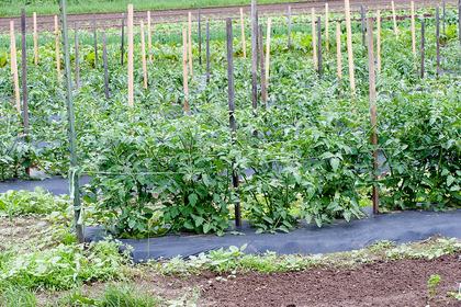 Shows tomato plants supported by strings running between wooden stakes using the San Diego weave agricultural technique. Demonstrates proper staking with wooden posts and sisal twine to keep fruit off ground. High-quality agricultural photo showing mature staked tomatoes. Licensed CC BY 2.0.